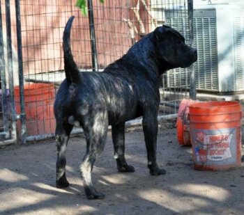 OSO DE MACHO GRANDE