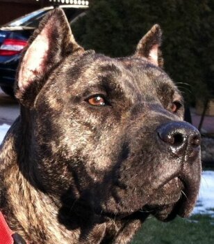 KINA DE BARNACAN BULL OF CASA DE FUSTER (ROXY)