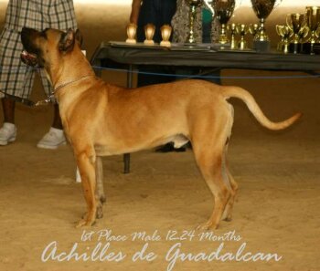 ACHILLES DE GUADALCAN