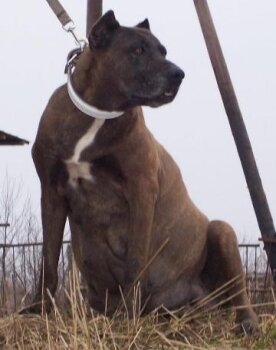 GALKA