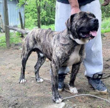ZANGO DOG PUR