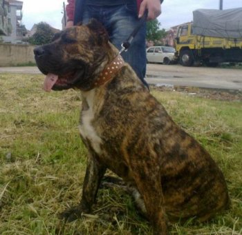 DORIS BACARDI DE TROY