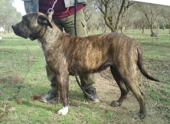 PRESA