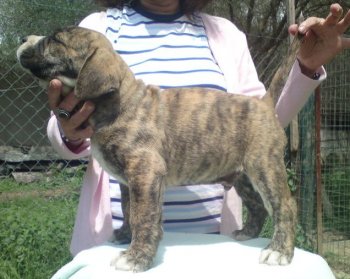 GATUSO FROM GDF