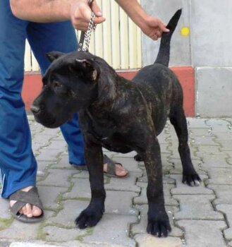 MAMBA NOBLE SANGRE