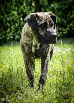 HICKORY DE GUARDIAN DEL VALLE
