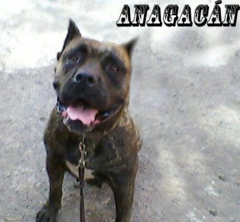 TARA DE ANAGACAN