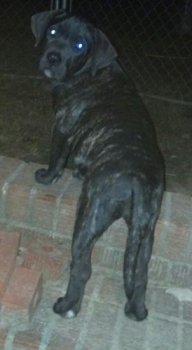 CRISCO'S SASHA
