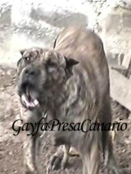 LOCA DE GAYFA