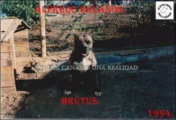 BRUTO (BRUTUS)
