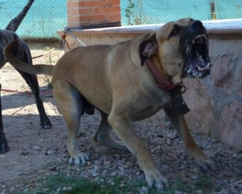 KRIPSO DE KING ZULU