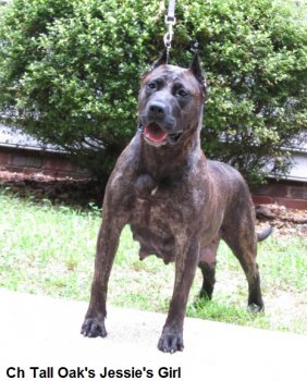 JESSIE GIRL OF TALL OAKS