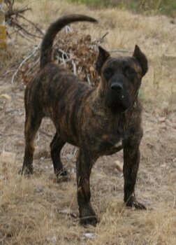 CAMPY DE BARNACAN BULL