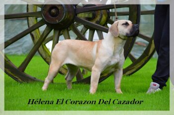 HELENA EL CORAZON DEL CAZADOR