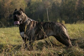 ZAHIAH GUERRERO CANARIO