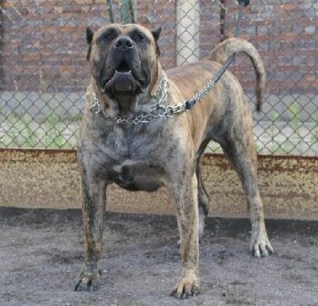 BICHO XANTI LAND