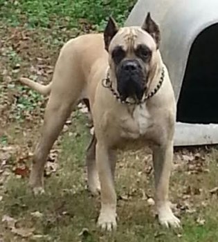 APOLLO OF SHOWTIME PRESA CANARIO
