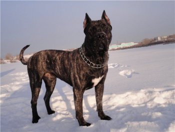 SHEIKH PERRO PRESA GRAND