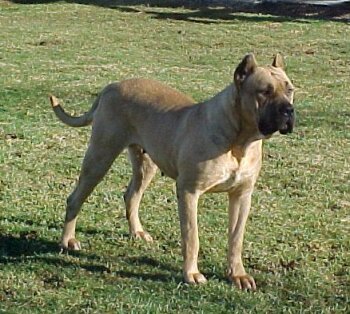 PRIDE ROCK'S CLASSIC LADY
