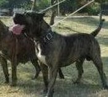SARGENTO