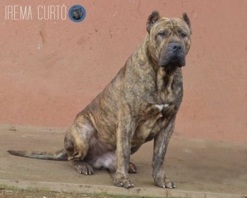 LIGUR DE IREMA CURTO
