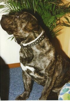 NAST DE NIVARIA SUR (GROVER)