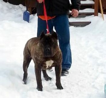 BRUTUS**