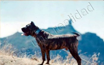 ROCO DE GODIDEL (ROKO DE GODOY)