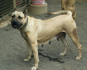 RUBIA DE CASIMIRO