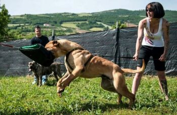 GIGANTOSTARDES BRUTUS
