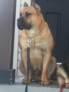 JUNIOR DE K-BOLTZ