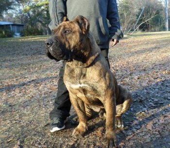 BRUNO DE AMERICAN BRED KENNEL
