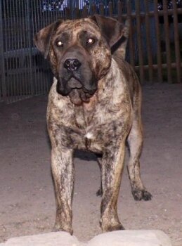 BOSS BULL CANARIO GRACIA