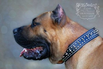 BRAVO KENNEL'S GRANDOTE