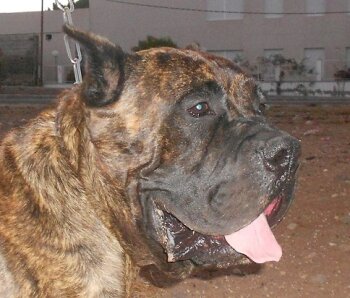 COLOSO DEL XAGOTERO