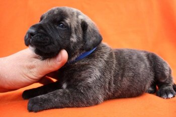 BOSS BULL CANARIO SULTAN