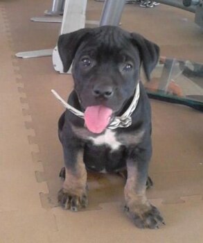 MAMBITA DE KING ZULU