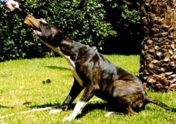THORGAL DU BARON DES CROCS D'IVOIRE