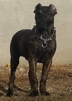 CERBERUS DE IMPERIUM PRESA (DUKE)