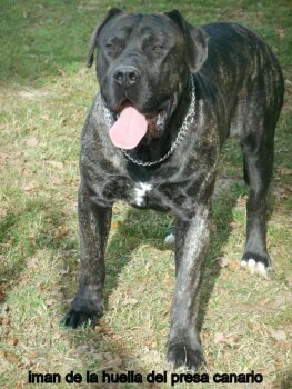 IMAN DE LA HUELLA DEL PRESA CANARIO