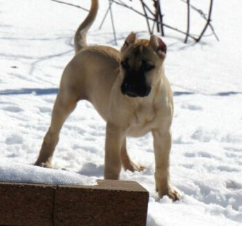 NALA OF C-LOCK