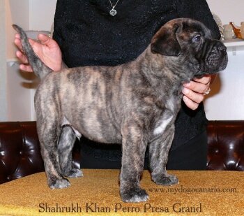 SHAHRUKH KHAN PERRO PRESA GRAND
