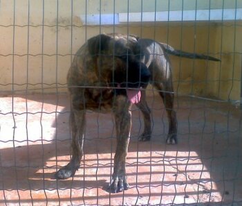 REY DE NATYBO