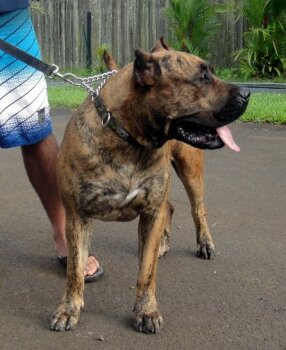 BRAVO KENNEL’S BRAVA (2011)