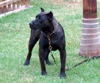 CLEO DE SAMCOR