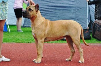 CORSO NONPAREL EUROPE BEAUTY CANARIO
