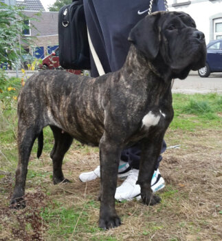 BOSS BULL CANARIO MANGA
