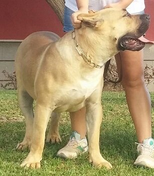 CANARIO*