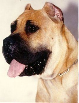 CARINO DE ALACANT BULL (1994)