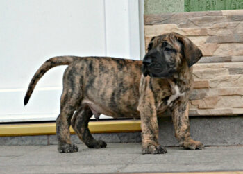 SAID BULLSARA DEL PEMBA